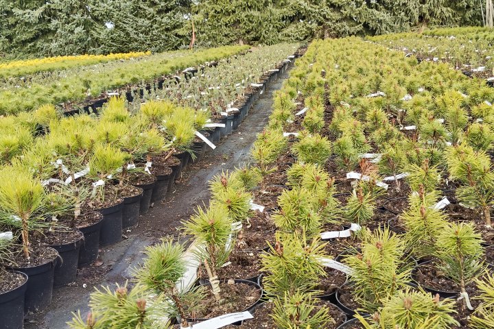 sosna-karlowa-produkcja