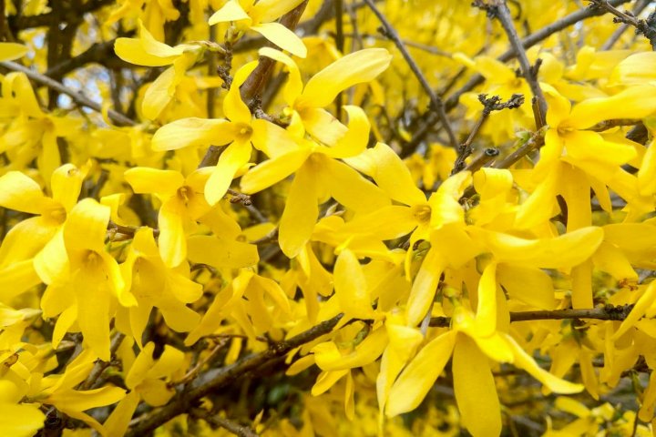 forsycja