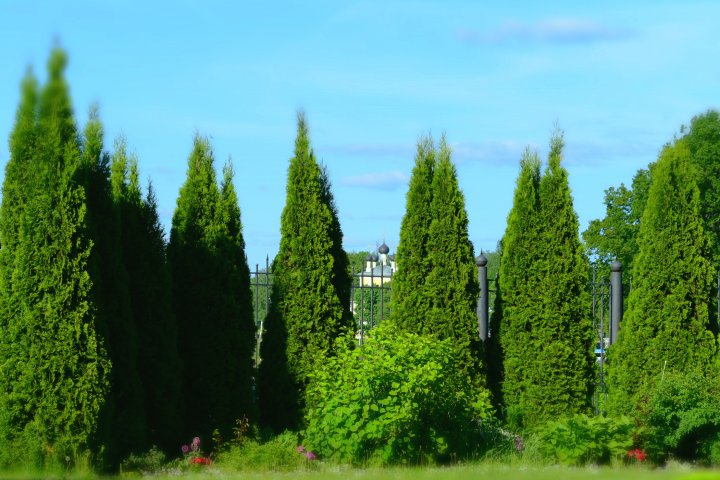 tuje
