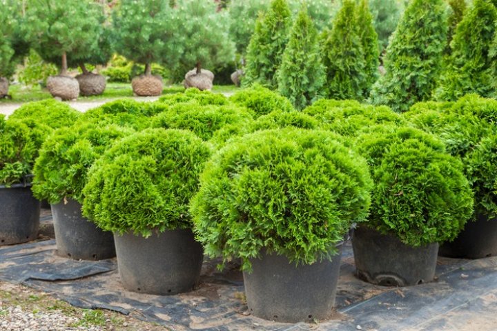 farma drzew ozdobnych