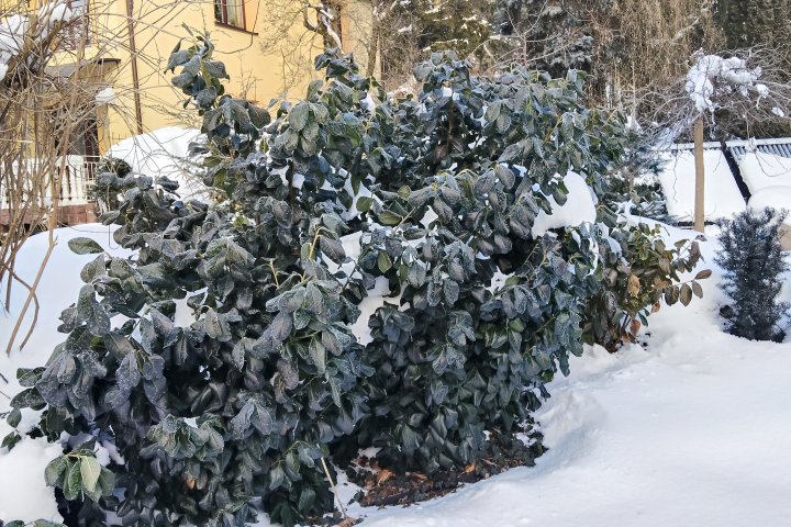 Dlaczego rośliny zimozielone cierpią zimą najmocniej – obserwacje z sezonu 2025/2026