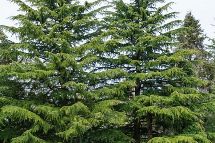 drzewa iglaste -czym sugerować się przy ich wyborze