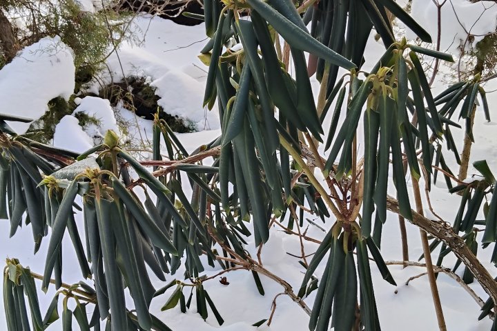 Jak zachowują się rośliny zimozielone zimą – iglaki osłonięte przed mrozem i zabezpieczone przed suszą fizjologiczną.