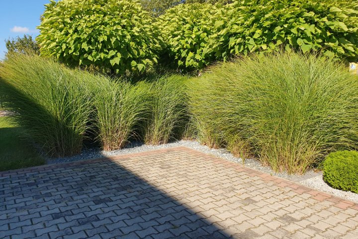 trawy ozdobne sprawdzają się w ogrodzie przydomowym – doświadczenie praktyki ogrodniczej