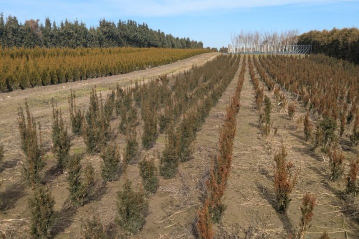 wiosenne-brazowienie-cisa