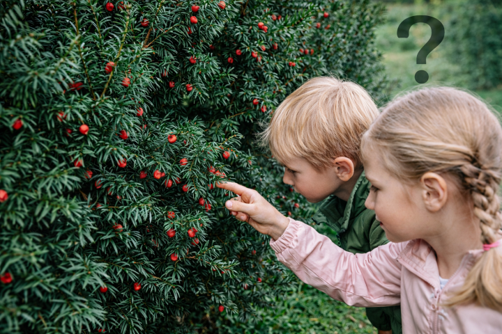 Cis w ogrodzie z dziećmi – dzieci przy krzewie cisa z czerwonymi osnówkami i pytaniem o realne zagrożenie.