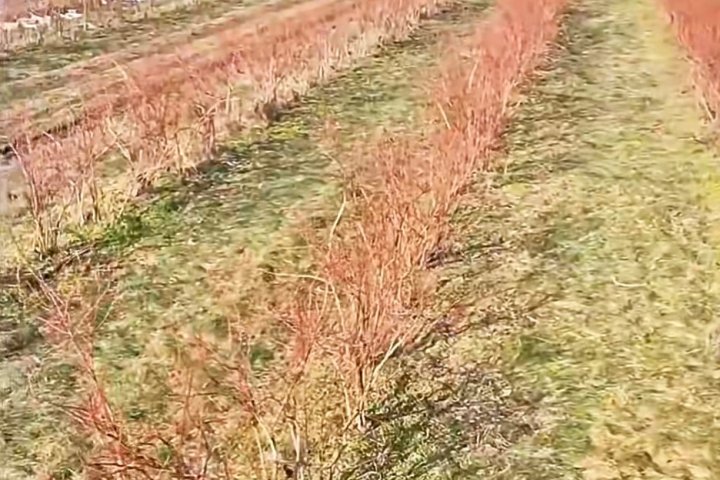 Borówka amerykańska (Vaccinium corymbosum) – owocujący krzew o naturalnym pokroju z dużymi, dojrzałymi jagodami.