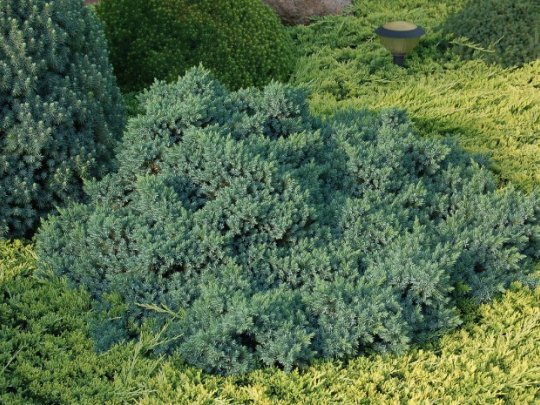 Jałowiec płożący