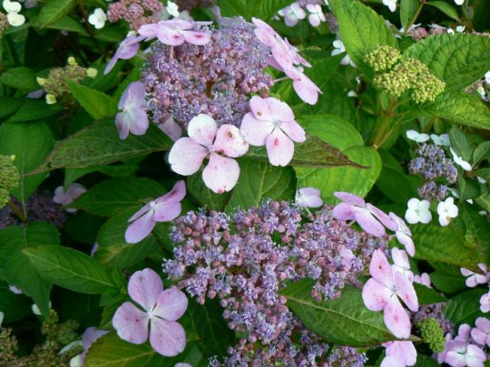 Hortensja piłkowana