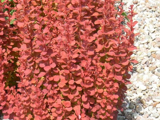 Berberys Thunberga