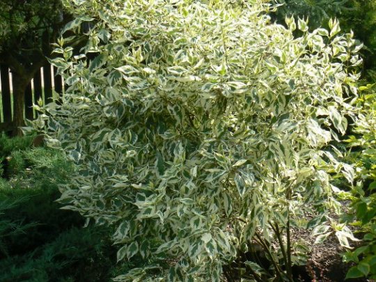 cornus-alba-elegantissima-krzew