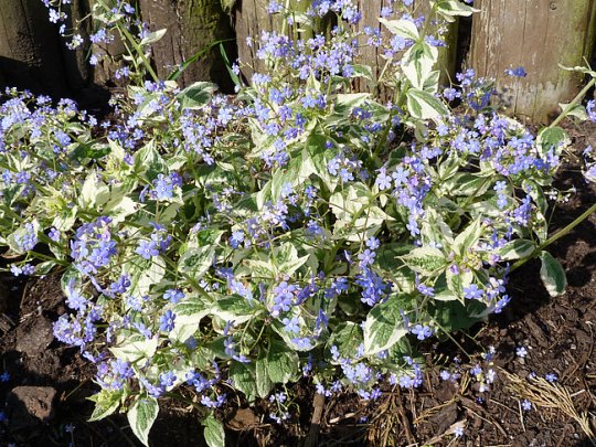 brunnera-variegata-kepa