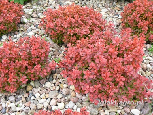 Berberys Thunberga