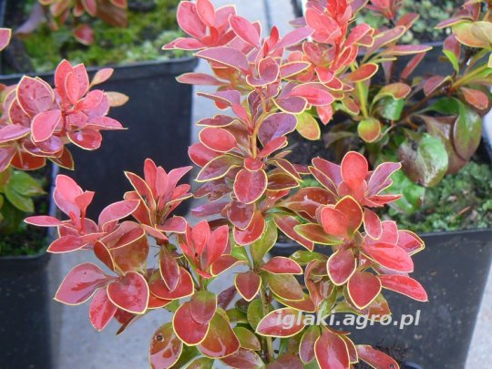 Berberys Thunberga