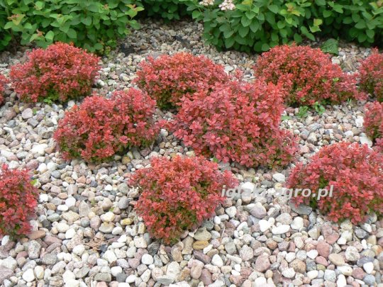 Berberys Thunberga