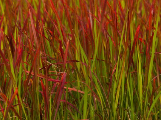 Imperata cylindryczna