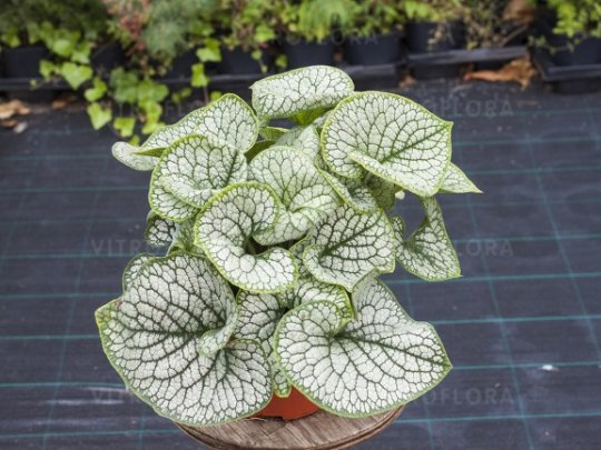 Brunera wielkolistna