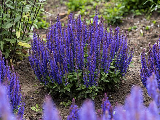 salvia-blue-bouqetta-kwiat