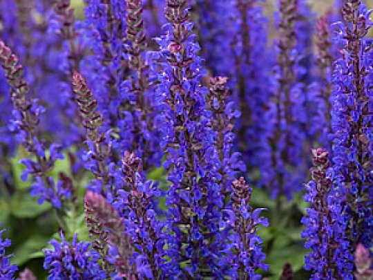 salvia-blue-bouqetta-kwiat-krzew