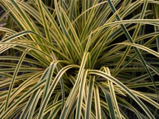 Turzyca morrowa