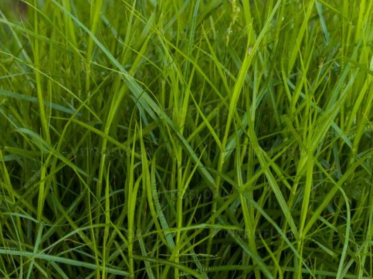Turzyca palmowa