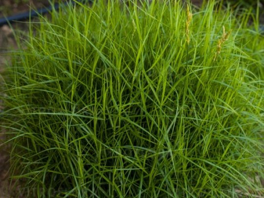 Turzyca palmowa