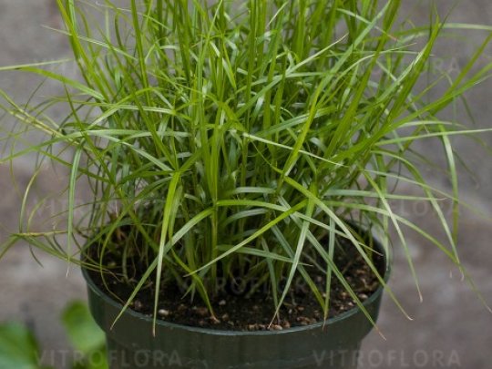 Turzyca palmowa