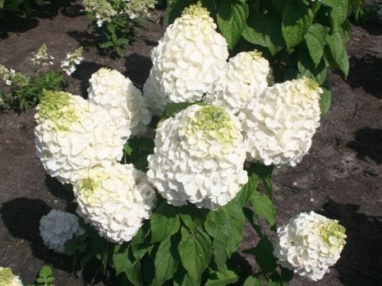 Hortensja bukietowa