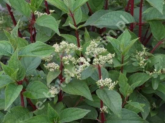 Hortensja bukietowa