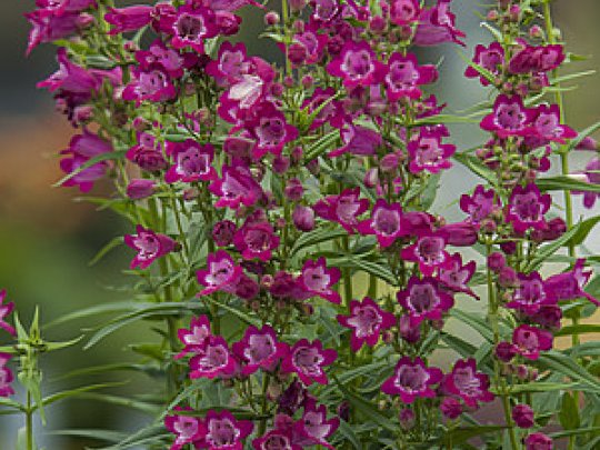 Penstemon palczasty