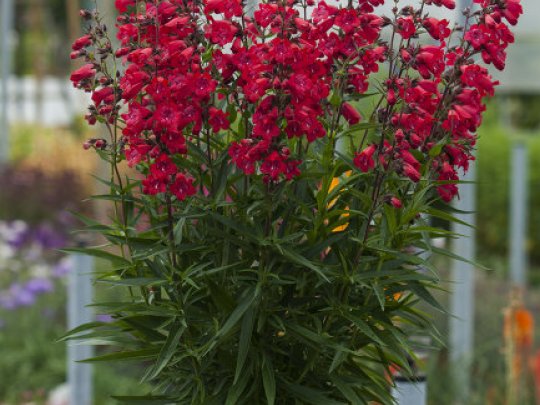 Penstemon palczasty