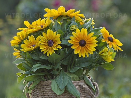 Rudbekia