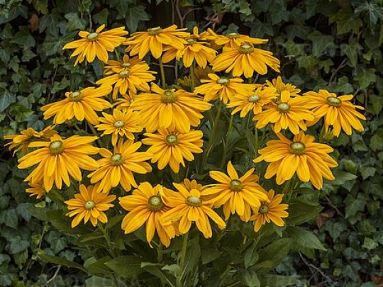 Rudbekia