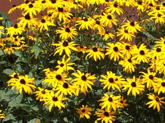 Rudbekia błyskotliwa
