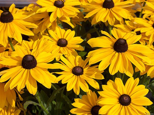 Rudbekia