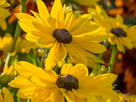 Rudbekia
