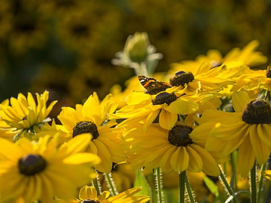 Rudbekia