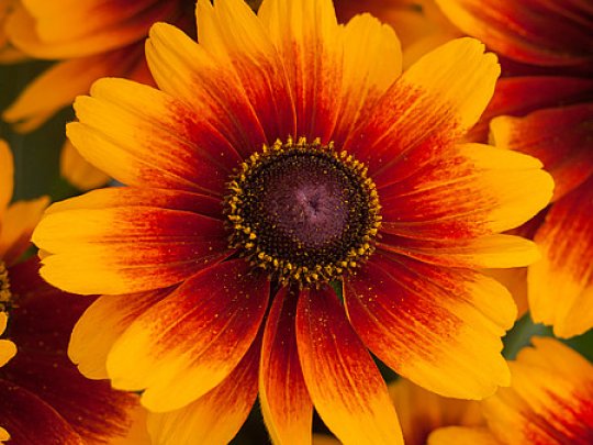 Rudbekia