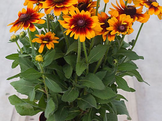 Rudbekia