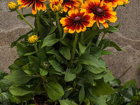 Rudbekia