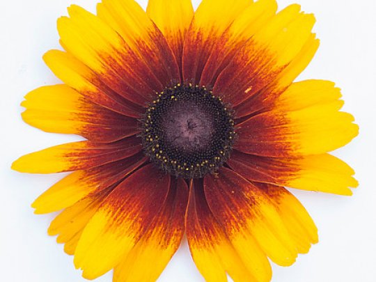 Rudbekia