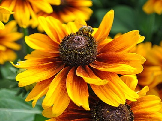 Rudbekia
