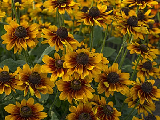 Rudbekia