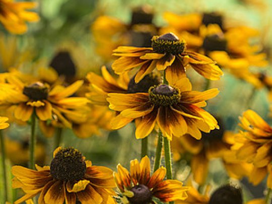 Rudbekia