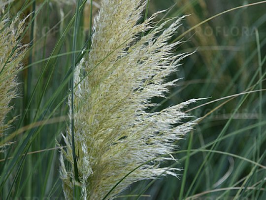 Trawa pampasowa