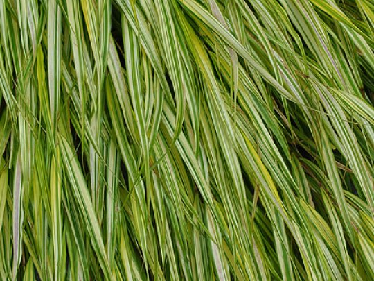 Hakonechloa smukła