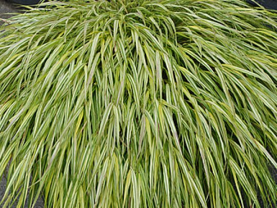 Hakonechloa smukła