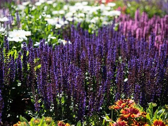 szałwia-omszona-midnight-purple-kwiat