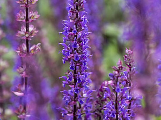 szałwia-omszona-caradonna-kwiat-kępa