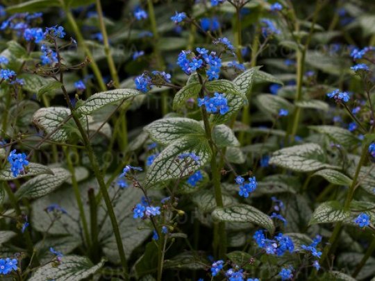 Brunera wielkolistna